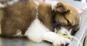 Инфузионная терапия Фото