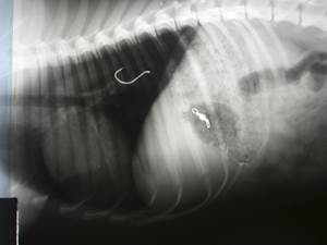Инородное тело в пищеводе у собаки Фото