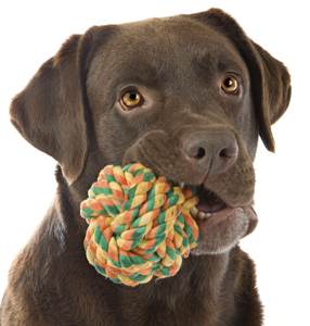 Инородное тело в желудке у собак Фото