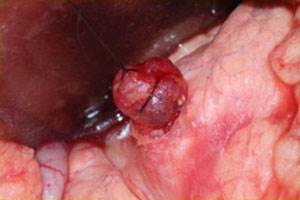 Инсулинома у собак Фото