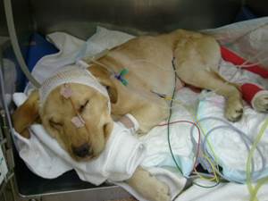 Интенсивная терапия и реанимация Фото