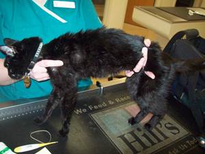 Истощение у кошек Фото