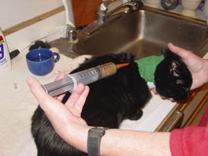 Истощение у кошек Фото