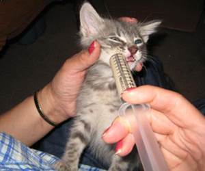 Истощение у кошек Фото