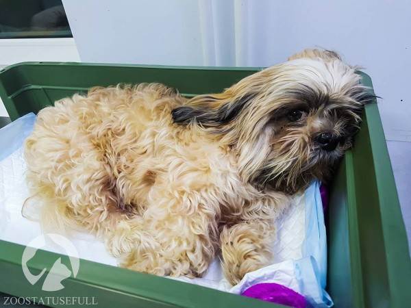 Болезнь межпозвонковых дисков у собак Фото бмпд у собак