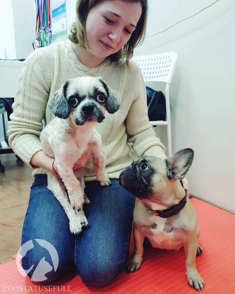 Болезнь межпозвонковых дисков у собак Фото бмпд у собак