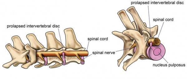Болезнь межпозвонковых дисков у собак Фото бмпд у собак