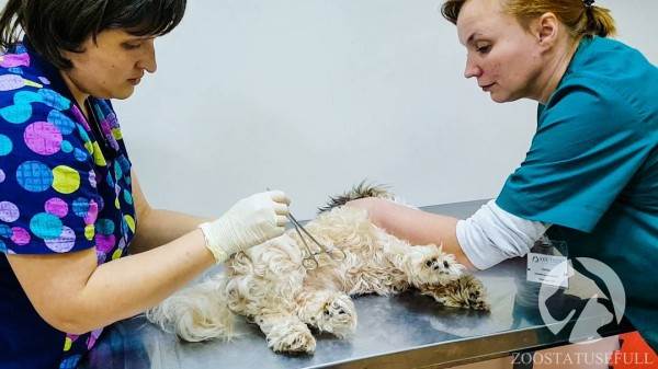 Болезнь межпозвонковых дисков у собак Фото бмпд у собак