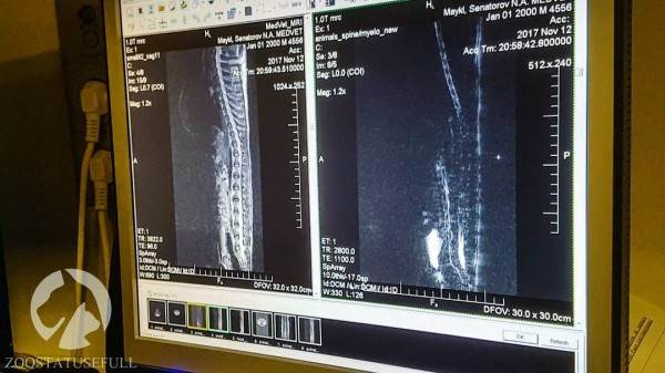 Болезнь межпозвонковых дисков у собак Фото бмпд у собак