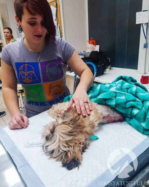 Болезнь межпозвонковых дисков у собак Фото бмпд у собак