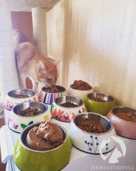 Как выбрать качественный корм Фото как определить хороший корм для кошки или собаки