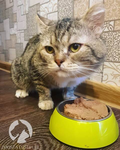 Как выбрать качественный корм Фото как определить хороший корм для кошки или собаки