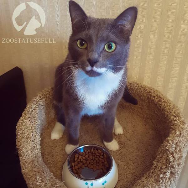 Как выбрать качественный корм Фото как определить хороший корм для кошки или собаки