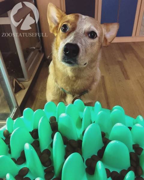 Как выбрать качественный корм Фото как определить хороший корм для кошки или собаки