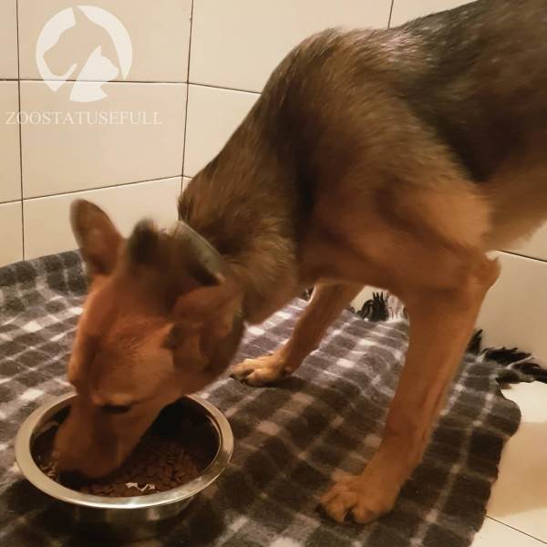 Как выбрать качественный корм Фото как определить хороший корм для кошки или собаки