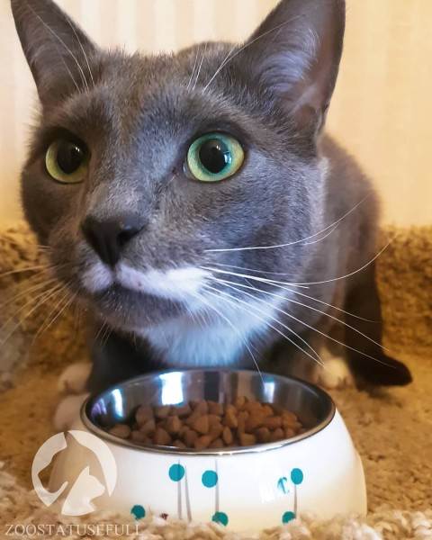 Как выбрать качественный корм Фото как определить хороший корм для кошки или собаки