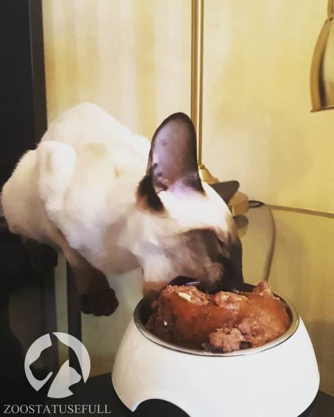 Как выбрать качественный корм Фото как определить хороший корм для кошки или собаки