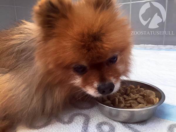 Как выбрать качественный корм Фото как определить хороший корм для кошки или собаки