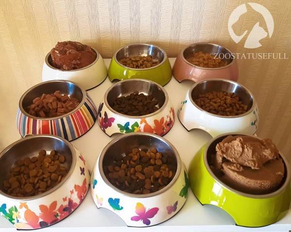 Как выбрать качественный корм Фото как определить хороший корм для кошки или собаки