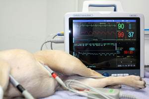 Кардиологическое обследование Фото