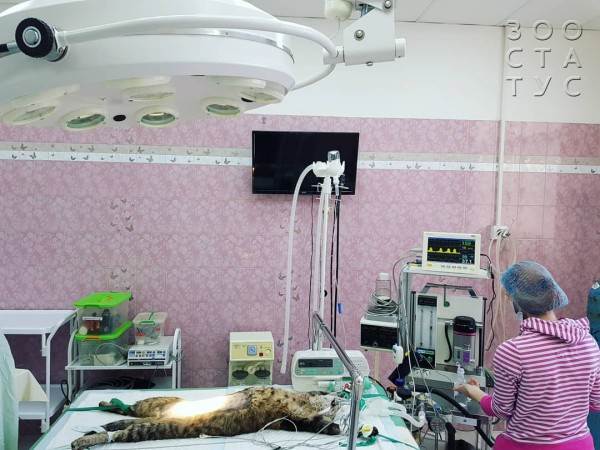 Кастрация собак и кошек Фото стерилизация кошек