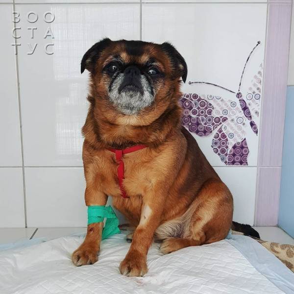 Кастрация собак и кошек Фото стерилизация кошек