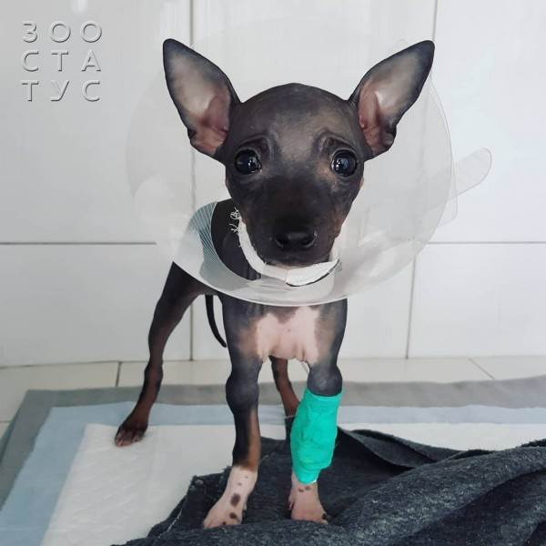 Кастрация собак и кошек Фото стерилизация кошек