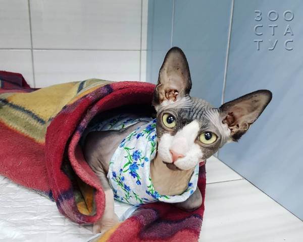 Кастрация собак и кошек Фото стерилизация кошек