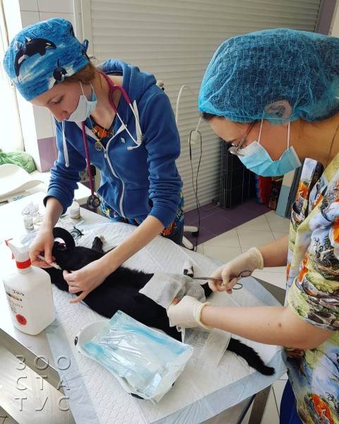 Кастрация собак и кошек Фото стерилизация кошек