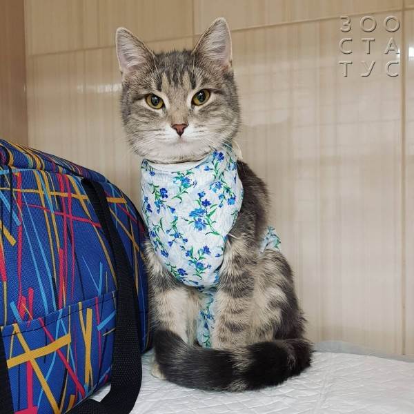 Кастрация собак и кошек Фото стерилизация кошек