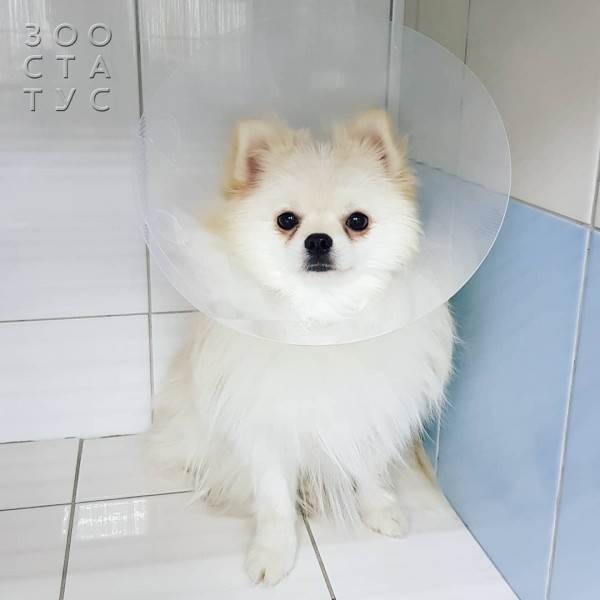 Кастрация собак и кошек Фото стерилизация кошек