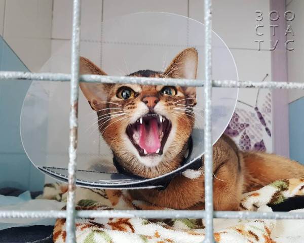 Кастрация собак и кошек Фото стерилизация кошек