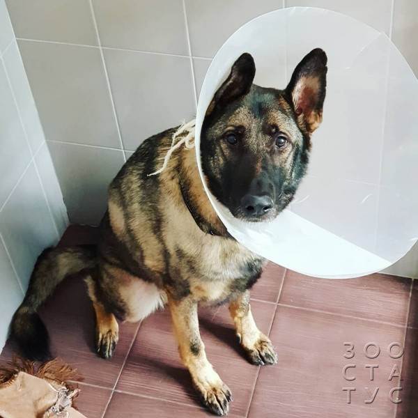 Кастрация собак и кошек Фото стерилизация кошек