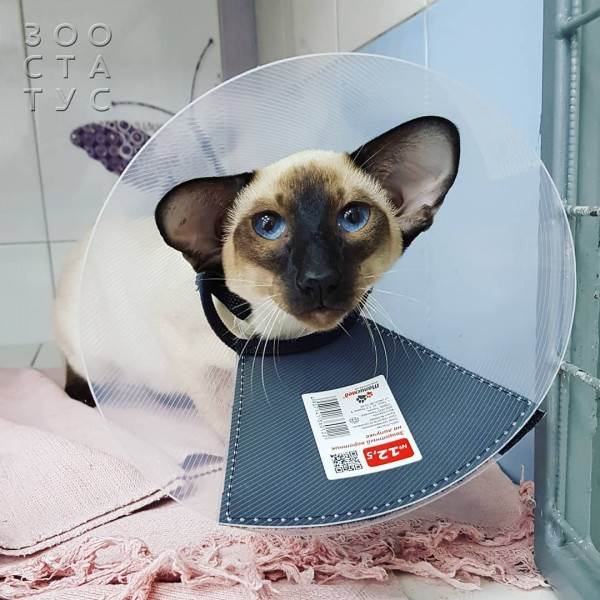 Кастрация собак и кошек Фото стерилизация кошек