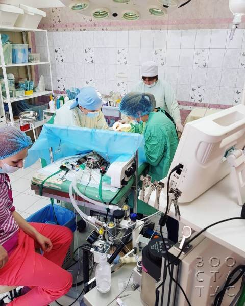 Кастрация собак и кошек Фото стерилизация кошек