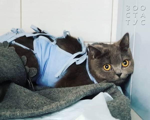 Кастрация собак и кошек Фото стерилизация кошек