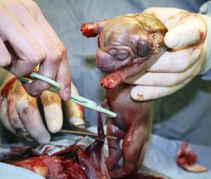 Кесарево сечение у собак Фото