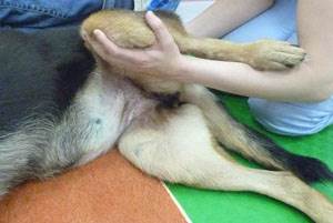 Кинезиотерапия в ветеринарной практике Фото