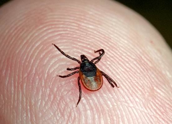 Клещи у кошек
Фото иксодовый клещ