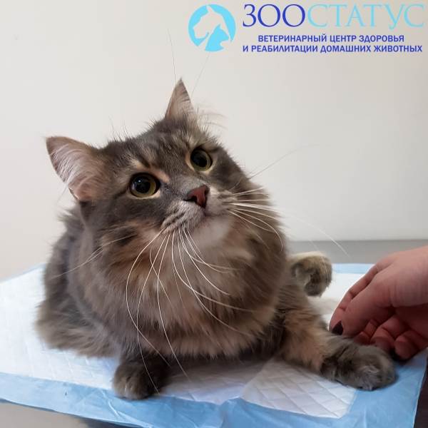 Удаление клеща у кошки
Фото удаление клещей у кошек