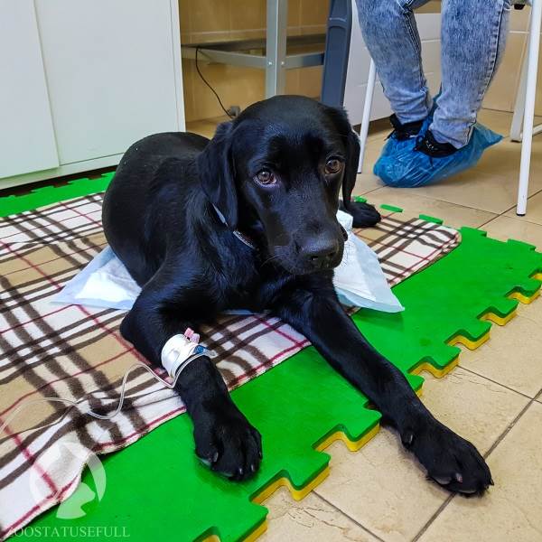 Болезнь собак от укуса клеща
Фото симптомы укуса клеща у собаки