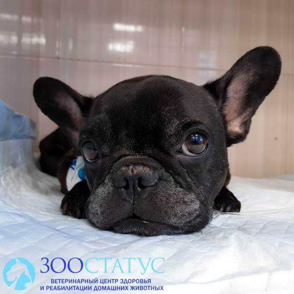 Клещ
Фото укус клеща у собаки