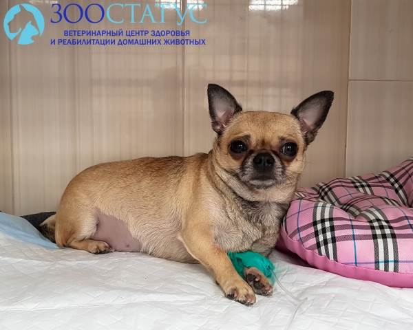 Клещ
Фото болезнь от укуса клеща у собак