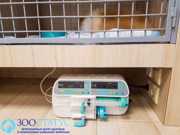 Болезнь собак от укуса клеща
Фото симптомы укуса клеща у собаки