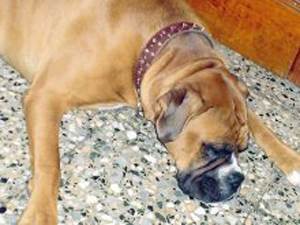 Колит у собак Фото