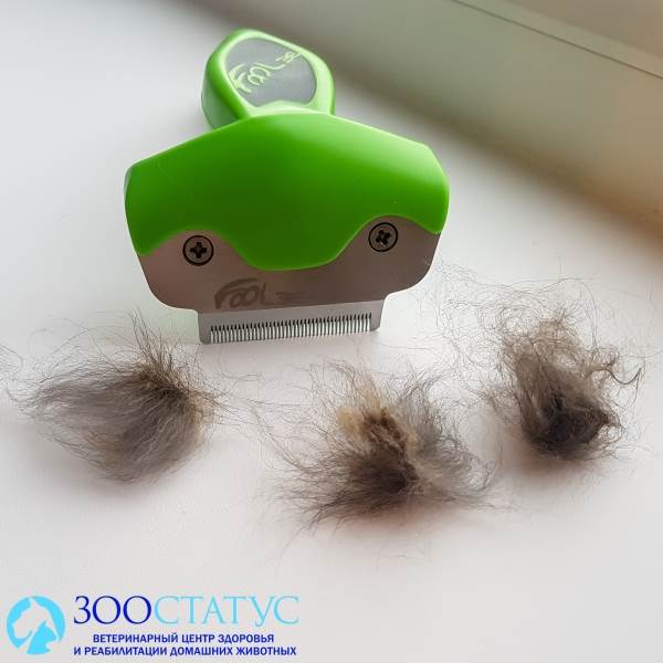 Колтуны, удаленные фурминатором
Фото