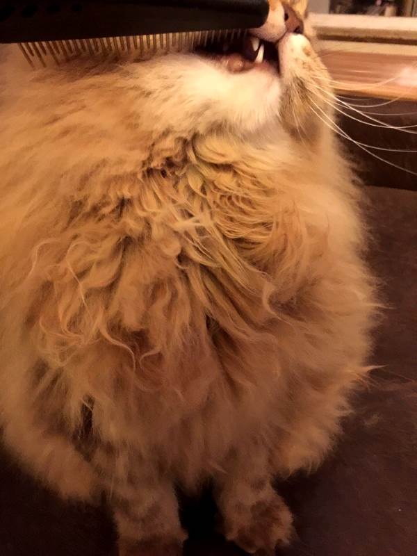 Колтуны у кошки
Фото