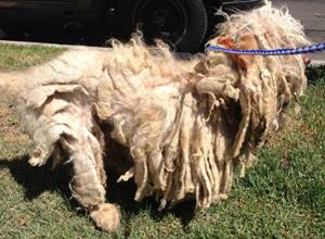 Колтуны у собак Фото