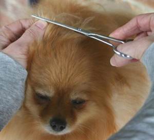 Колтуны у собак Фото