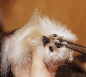 Колтуны у собак Фото